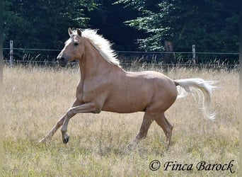 Andalusian, Gelding, 10 years, 15,1 hh, Palomino