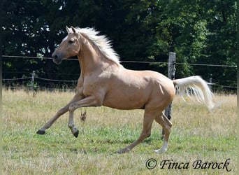 Andalusian, Gelding, 10 years, 15,1 hh, Palomino