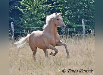 Andalusian, Gelding, 10 years, 15,1 hh, Palomino