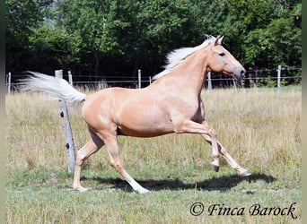 Andalusian, Gelding, 10 years, 15,1 hh, Palomino