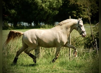 Andalusian Mix, Gelding, 10 years, 15,1 hh, Perlino