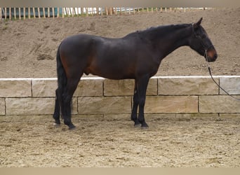 Andalusian, Gelding, 10 years, 15,2 hh, Smoky-Black