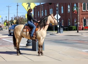 Andalusian, Gelding, 10 years, 15,3 hh, Buckskin