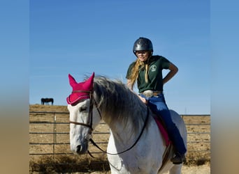 Andalusian, Gelding, 10 years, 16.2 hh, Grey