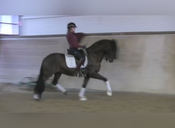 Andalusian, Gelding, 10 years, 16 hh, Bay-Dark
