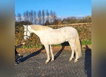 Andalusian, Gelding, 10 years, 16 hh, Gray