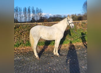 Andalusian, Gelding, 10 years, 16 hh, Gray