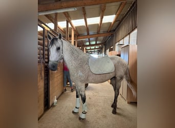 Andalusian, Gelding, 10 years, 16 hh, Grey-Dapple