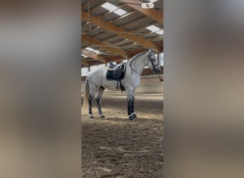 Andalusian, Gelding, 10 years, 16 hh, Grey-Dapple