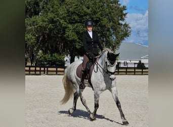 Andalusian, Gelding, 10 years, 17 hh, Gray-Dapple