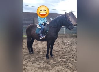 Andalusian, Gelding, 10 years