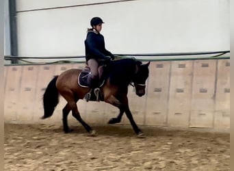 Andalusian, Gelding, 11 years, 14.1 hh, Brown