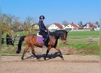 Andalusian Mix, Gelding, 11 years, 14.2 hh, Brown