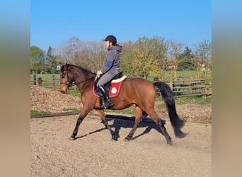 Andalusian Mix, Gelding, 11 years, 14.2 hh, Brown