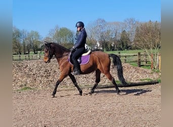 Andalusian Mix, Gelding, 11 years, 14.2 hh, Brown