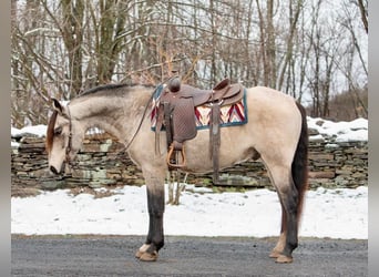 Andalusian, Gelding, 11 years, 14,2 hh, Buckskin