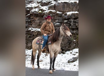 Andalusian, Gelding, 11 years, 14,2 hh, Buckskin