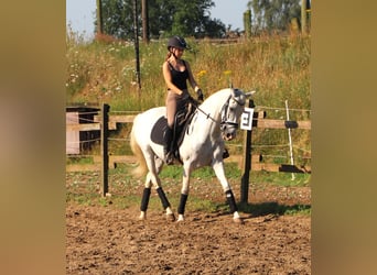Andalusian Mix, Gelding, 11 years, 14.3 hh, Grey