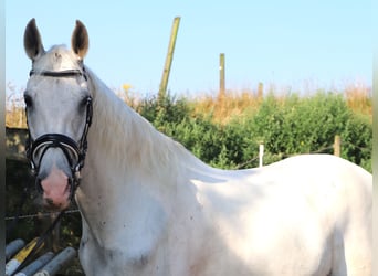 Andalusian Mix, Gelding, 11 years, 14.3 hh, Grey