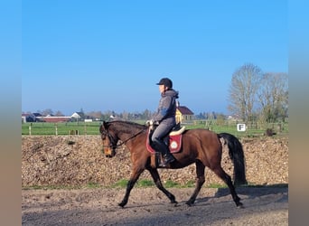 Andalusian Mix, Gelding, 11 years, 14,2 hh, Brown