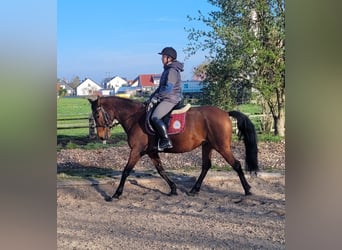 Andalusian Mix, Gelding, 11 years, 14,2 hh, Brown