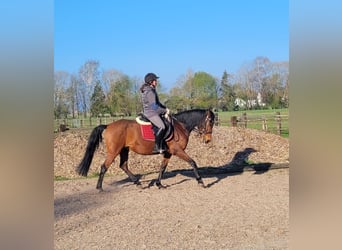Andalusian Mix, Gelding, 11 years, 14,2 hh, Brown