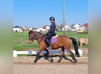 Andalusian Mix, Gelding, 11 years, 14,2 hh, Brown