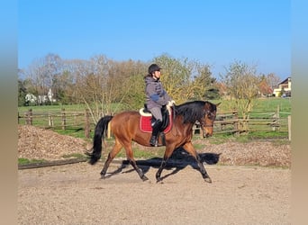Andalusian Mix, Gelding, 11 years, 14,2 hh, Brown