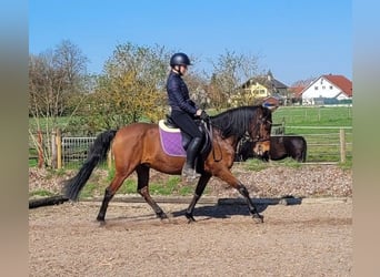 Andalusian Mix, Gelding, 11 years, 14,2 hh, Brown