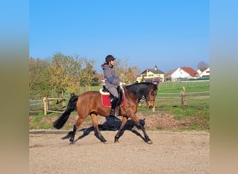 Andalusian Mix, Gelding, 11 years, 14,2 hh, Brown