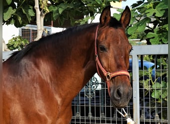 Andalusian Mix, Gelding, 11 years, 15.2 hh, Bay