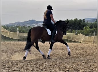 Andalusian Mix, Gelding, 11 years, 15.2 hh, Bay