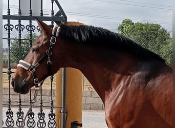 Andalusian Mix, Gelding, 11 years, 15.2 hh, Bay