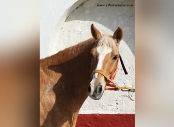 Andalusian, Gelding, 11 years, 15.2 hh, Palomino