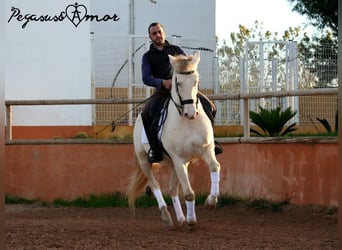 Andalusian, Gelding, 11 years, 15.2 hh, Perlino