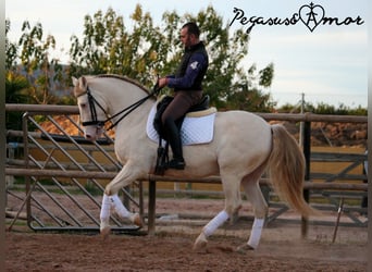 Andalusian, Gelding, 11 years, 15.2 hh, Perlino