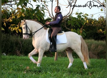 Andalusian, Gelding, 11 years, 15.2 hh, Perlino