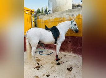 Andalusian, Gelding, 11 years, 15.2 hh, White