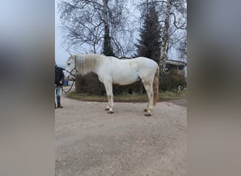 Andalusian Mix, Gelding, 11 years, 15,3 hh, Gray-Dapple