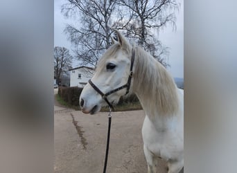 Andalusian Mix, Gelding, 11 years, 15,3 hh, Gray-Dapple