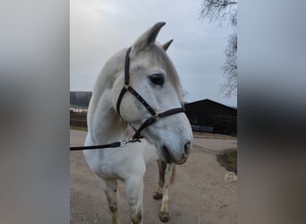 Andalusian Mix, Gelding, 11 years, 15,3 hh, Gray-Dapple