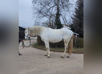 Andalusian Mix, Gelding, 11 years, 15,3 hh, Gray-Dapple