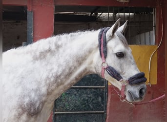 Andalusian, Gelding, 11 years, 15.3 hh, Gray