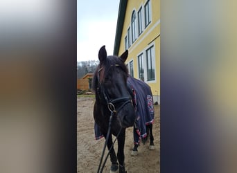 Andalusian, Gelding, 11 years, 15.3 hh, Smoky-Black