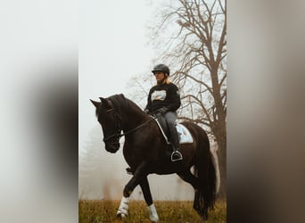 Andalusian, Gelding, 11 years, 15.3 hh, Smoky-Black
