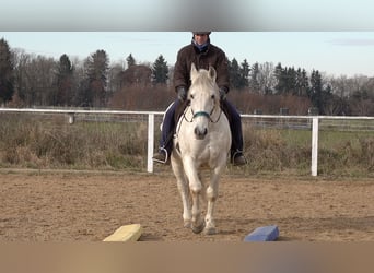 Andalusian Mix, Gelding, 11 years, 15,1 hh, Grey