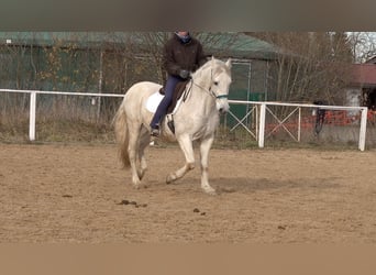 Andalusian Mix, Gelding, 11 years, 15,1 hh, Grey