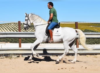 Andalusian, Gelding, 11 years, 15,2 hh, Grey