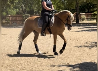 Andalusian, Gelding, 11 years, 15,2 hh, Palomino