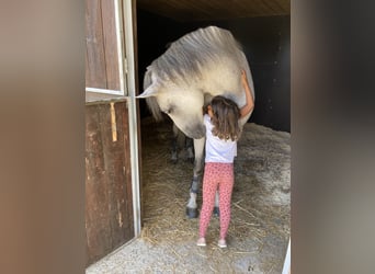 Andalusian, Gelding, 11 years, 16.1 hh, Gray